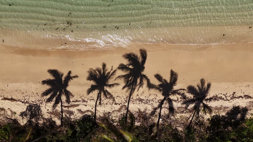 Aerial top view of palm tree shadows stretching across white sand on Eua Island, Kingdom of Tonga, with vibrant turquoise water filling half the frame, perfect tropical copy space background.