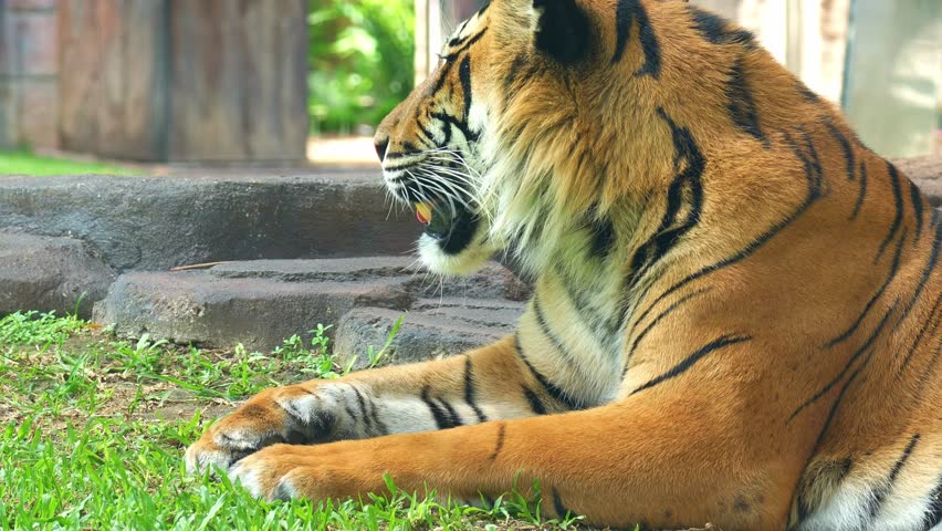 A fiery Sumatran tiger resting on the ground in the enclosure, close up shot of a critically endangered apex predator.