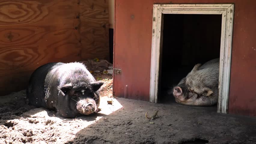 Slow-motion shot of flies circling a pig resting outside a small farm shelter.