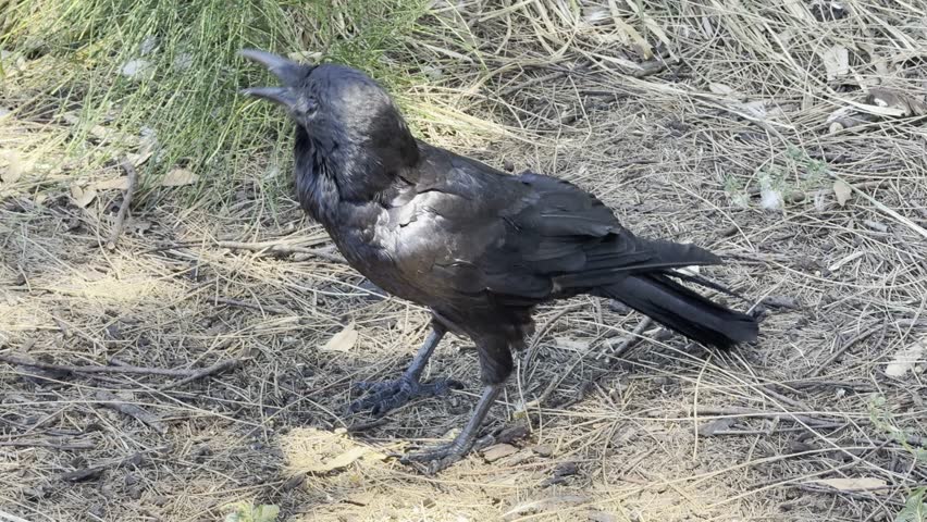 Australian Raven walks and perches in a park, displaying natural behavior and calm posture in a green outdoor setting
