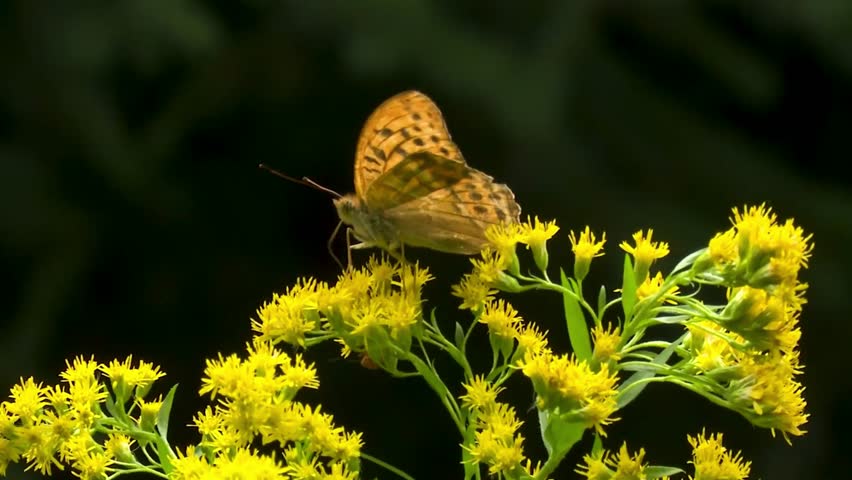 A beautiful orange butterfly rests on a cluster of bright yellow flowers