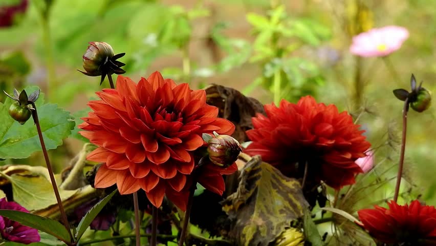 Great Tit Bird Perched on Vibrant Red Dahlia Flowers