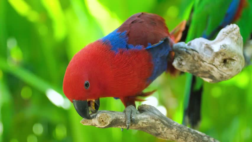 Slow motion close up of vibrant red and blue parrot perched on tree branch 4k cinematic footage