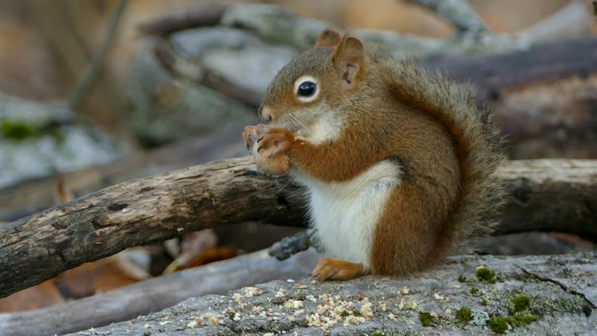Cute Red Squirrel Eating Nut