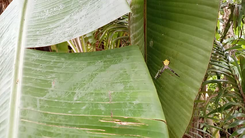 Close-up footage of a small yellow crab spider (family Thomisidae) resting on a broad green banana leaf in a tropical garden environment