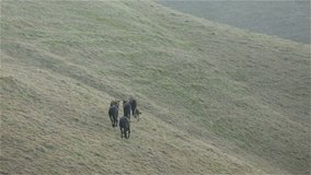 Horses graze in the wild