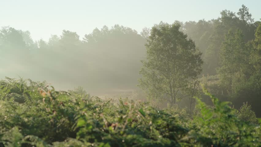 Misty forest clearing with soft sunlight filtering by trees and green foliage