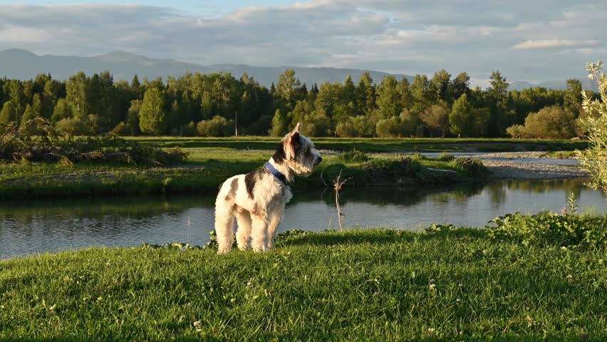 Biewer Terrier Beaver York Terrier, dog in a stand against the background of a river in the mountains in the evening setting sun