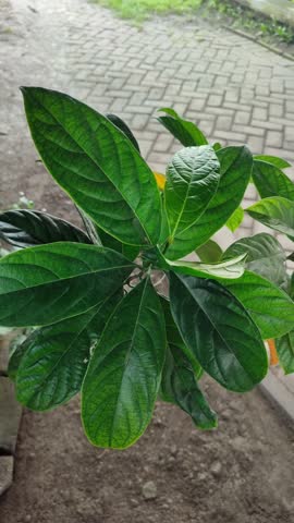 Avocado tree (Persea americana) growing in tropical garden, showing green leaves and natural fruit tree cultivation in outdoor environment.
