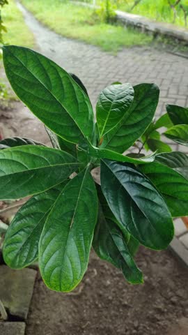 Avocado tree (Persea americana) growing in tropical garden, showing green leaves and natural fruit tree cultivation in outdoor environment.