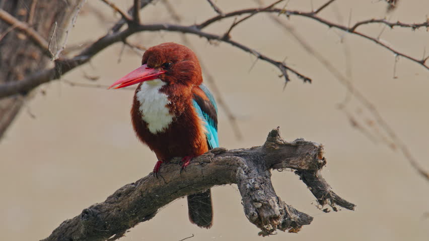 A white throated kingfisher perched on a tree branch in natural habitat, keoladeo bird sanctuary, India.