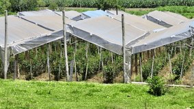 Covered rose plantation under poly tunnels in slow motion, showing horticulture crop protection. - Powered by Shutterstock - Get 15% off with code: PIKWIZARD15