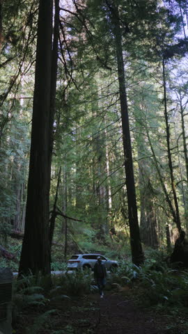 Tall redwood trees form a dense forest scene with a single person walking along a narrow trail, sunlight filtering through branches, peaceful mood, Northern California wilderness 