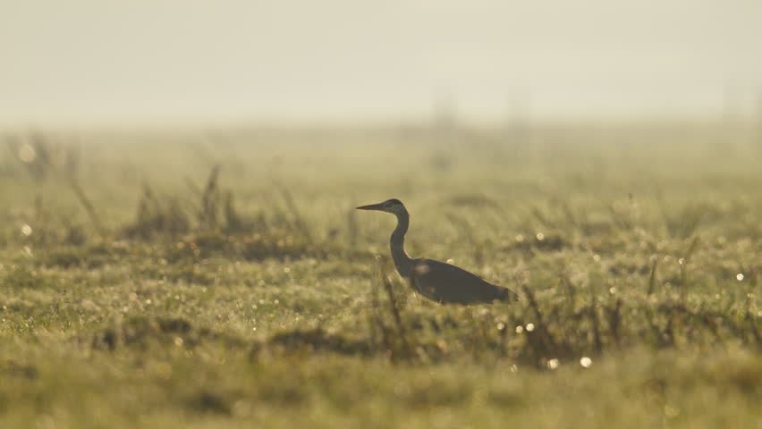 Grey heron takes off with long wings and flies over Dutch meadow at golden hour