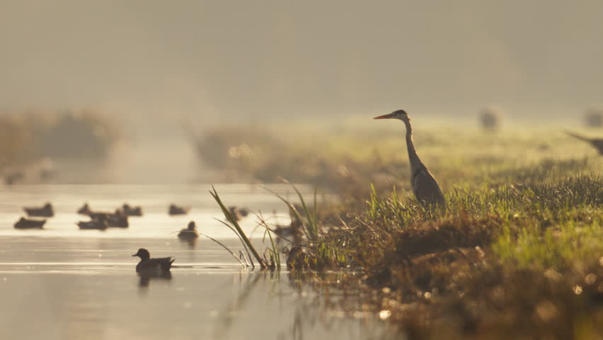 Grey heron opportunistic ambush predator on river bank in morning with ducks