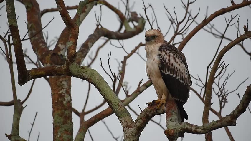 A high-definition 20-second clip of a Crested Hawk-Eagle (Nisaetus cirrhatus) observing its surroundings from a bare tree branch.