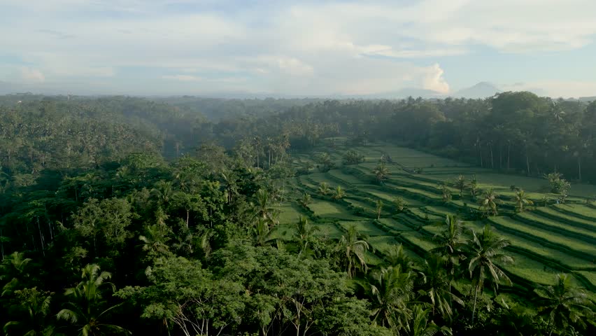 Smooth aerial drone footage of green rice fields in Ubud Bali showcasing tropical agriculture and rural landscape