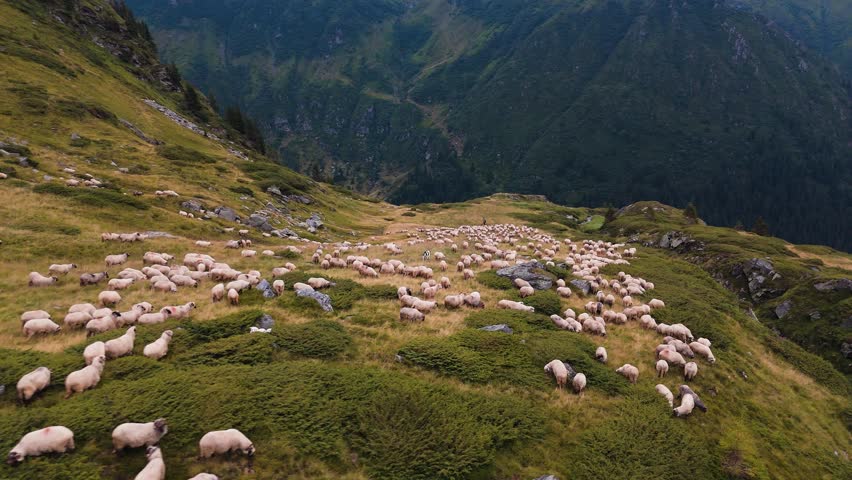 Drone flies over a sheep flock grazing in the Transfăgărășan mountains