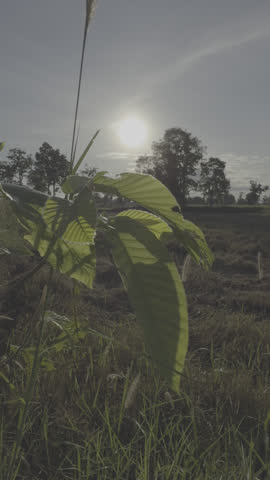 Golden Meadow Under Sunlight | 4K Nature Footage