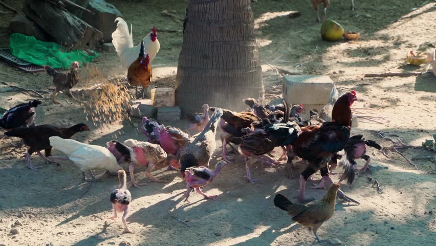 The farmer is feeding paddy to the chickens