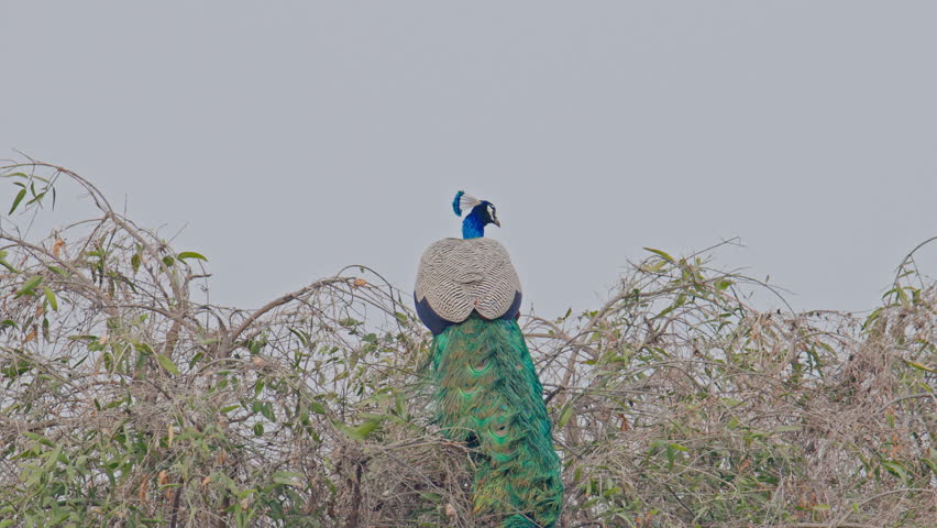 Indian peafowl or pavo cristatus sitting on bush branches in natural habitat, keoladeo bird sanctuary, India.