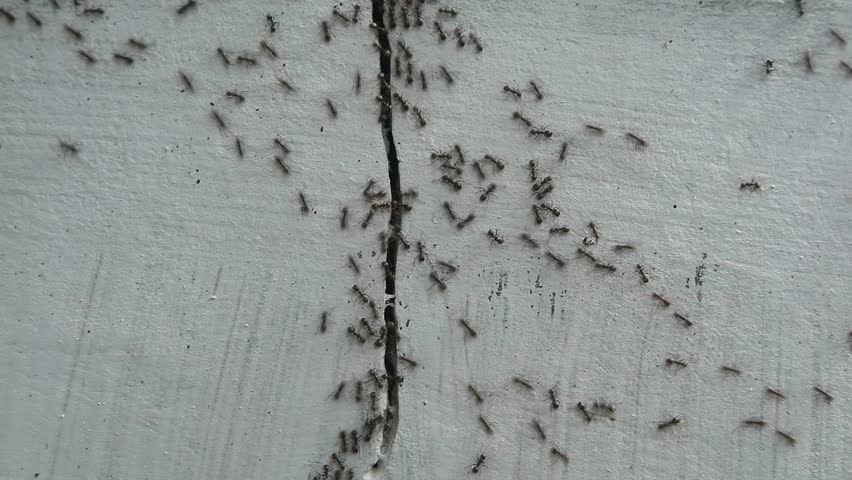 Ant Colony Movement Inside Crack of Wall