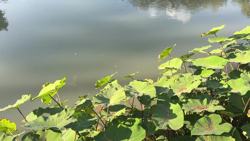 Video of lotus leaves by calm lake with sky reflection and ripples