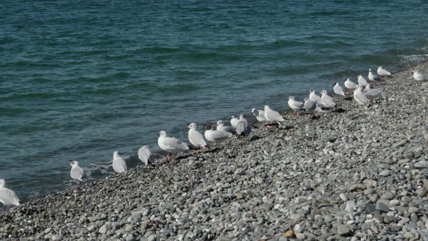 Group of white seagulls standing and flying over pebble seashore near blue water waves on sunny day outdoors, symbolizing wildlife and coastal nature.