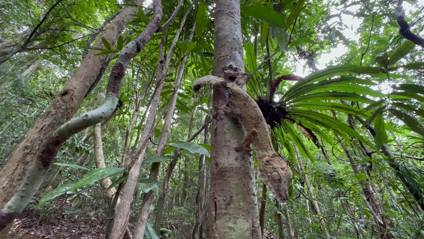 Camouflage master Giant leaf-tail gecko (Uroplatus giganteus) on a tree in Madagascar.