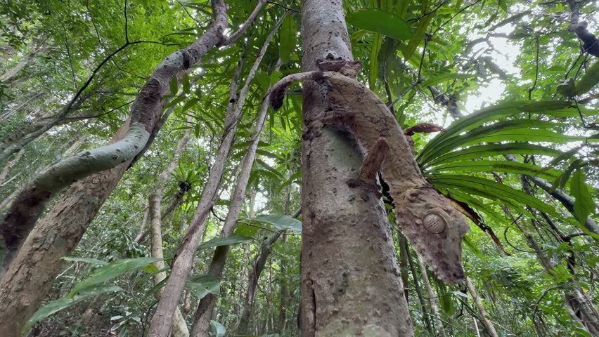 Giant leaf-tail gecko (Uroplatus giganteus) on a tree, Madagascar.