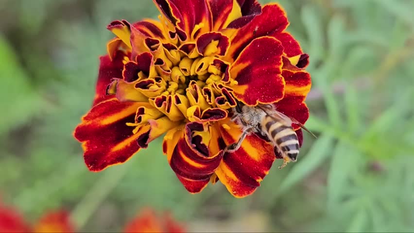 A bee flying on a red flower