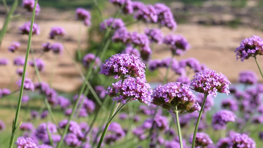 Verbena flower in vibrant purple there are growth in gardening, close-up at the flowerhead with slowly motion by windy. Flower in nature enviroment, footage for background.