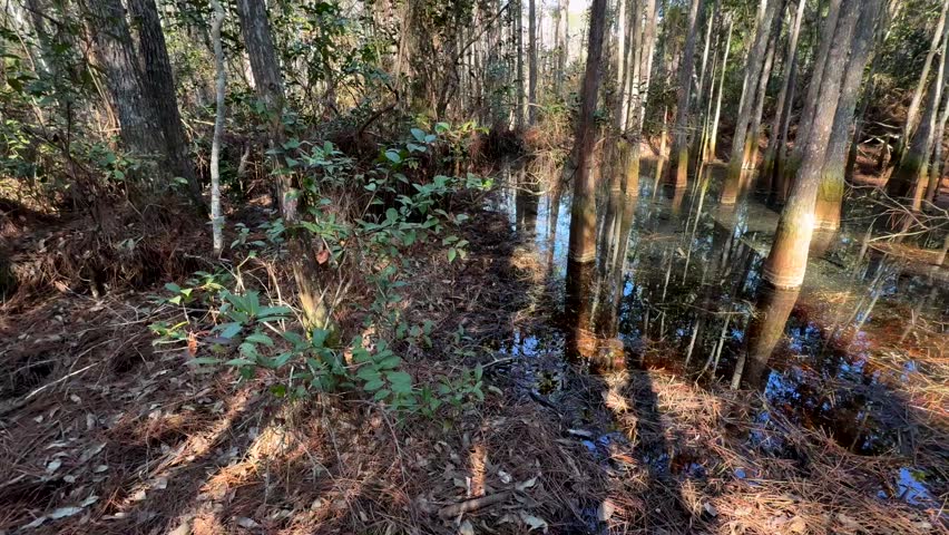 A swampy area in Florida