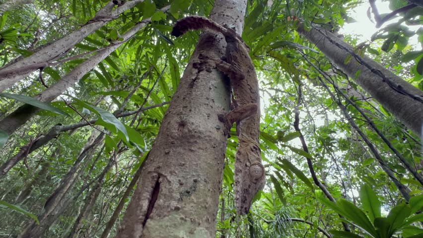 Giant leaf-tail gecko (Uroplatus giganteus) on a tree. Madagascar.
