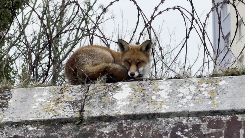 Red fox curled up sleeping on concrete wall beneath barbed wire