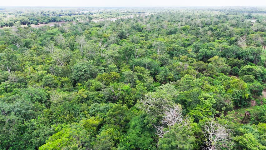 Forward cinematic drone flight over the Amazon rainforest in Brazil, showing dense green canopy and vast tropical wilderness, highlighting biodiversity and conservation themes
