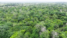 Forward cinematic drone flight over the Amazon rainforest in Brazil, showing dense green canopy and vast tropical wilderness, highlighting biodiversity and conservation themes - Powered by Shutterstock - Get 15% off with code: PIKWIZARD15
