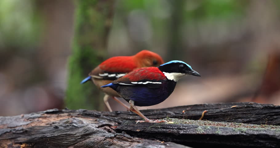 Blue-headed Pitta (Hydrornis baudii), a colorful endemic bird of Borneo, photographed perched in dense tropical rainforest habitat.