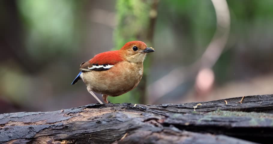 Blue-headed Pitta (Hydrornis baudii), a colorful endemic bird of Borneo, photographed perched in dense tropical rainforest habitat.