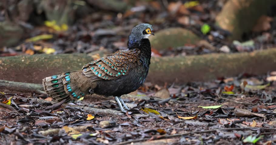Bornean Peacock-Pheasant A Spectacle of Colors in the Heart of Borneo