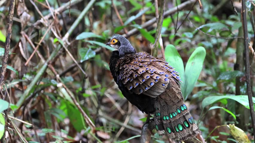 Bornean Peacock-Pheasant A Spectacle of Colors in the Heart of Borneo