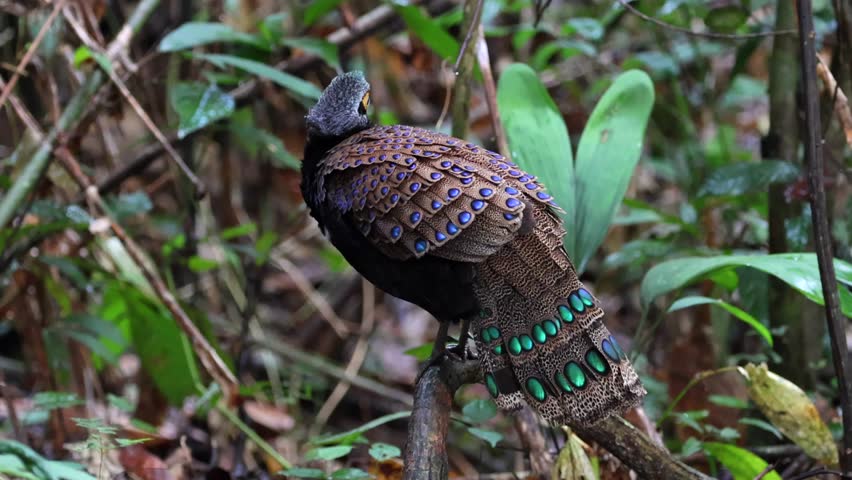 Bornean Peacock-Pheasant A Spectacle of Colors in the Heart of Borneo