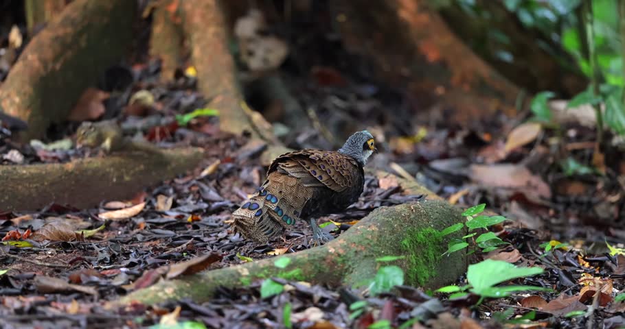 Bornean Peacock-Pheasant A Spectacle of Colors in the Heart of Borneo