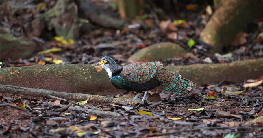 Bornean Peacock-Pheasant A Spectacle of Colors in the Heart of Borneo