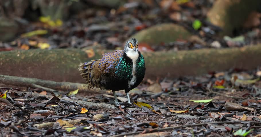Bornean Peacock-Pheasant A Spectacle of Colors in the Heart of Borneo