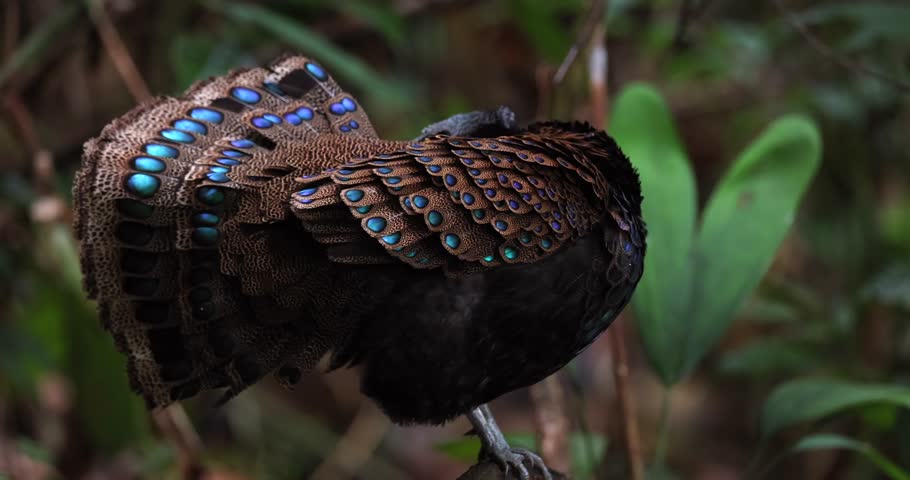 Bornean Peacock-Pheasant A Spectacle of Colors in the Heart of Borneo