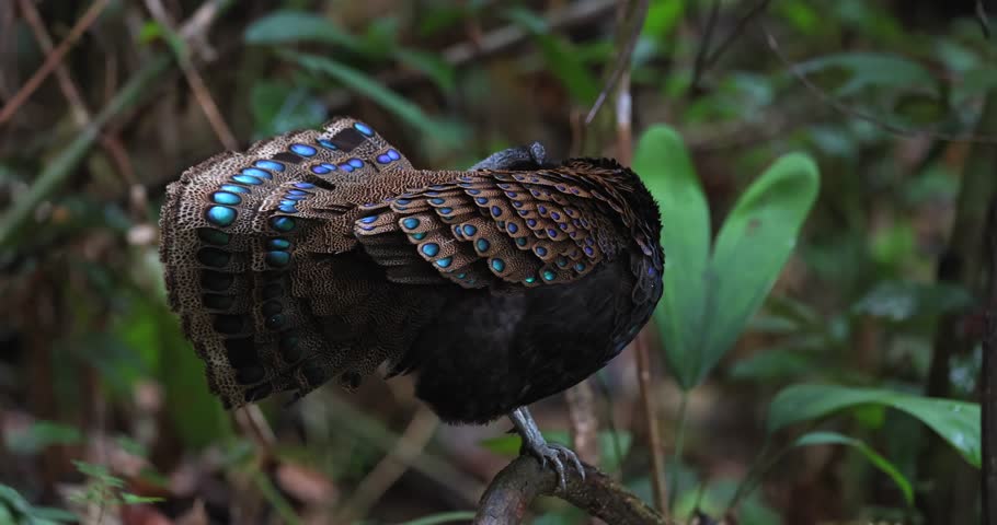 Bornean Peacock-Pheasant A Spectacle of Colors in the Heart of Borneo