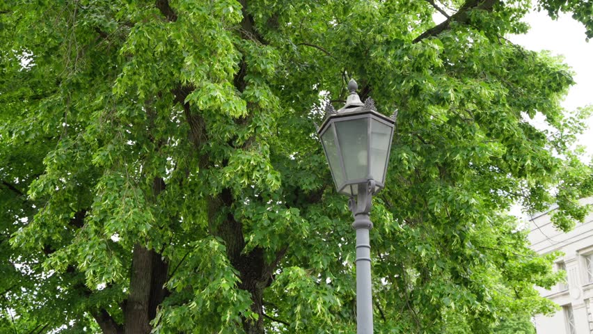 Ornate street lamp orbit in Vienna, Austria, framed by a linden (Tilia) tree canopy and historic neoclassical facade. Elegant urban atmosphere, daylight travel scene.
