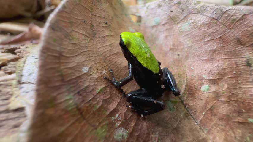 Green-backed mantella (Mantella laevigata), climbing mantella in Nosy Mangabe National Park, Madagascar.