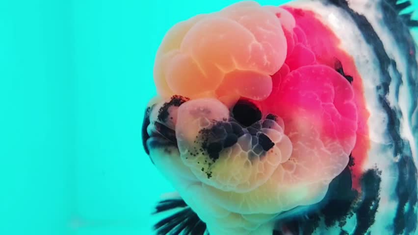 Close-up of a tricolor Oranda goldfish featuring a prominent fleshy head growth called a wen, swimming in blue water.